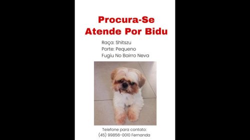 Cachorro Bidu desapareceu no bairro Neva