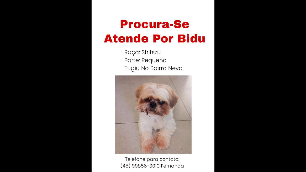 Cachorro Bidu desapareceu no bairro Neva Cachorro Bidu desapareceu no bairro Neva