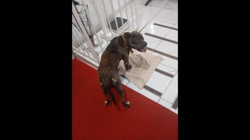 Cachorro é encontrado no bairro Fag