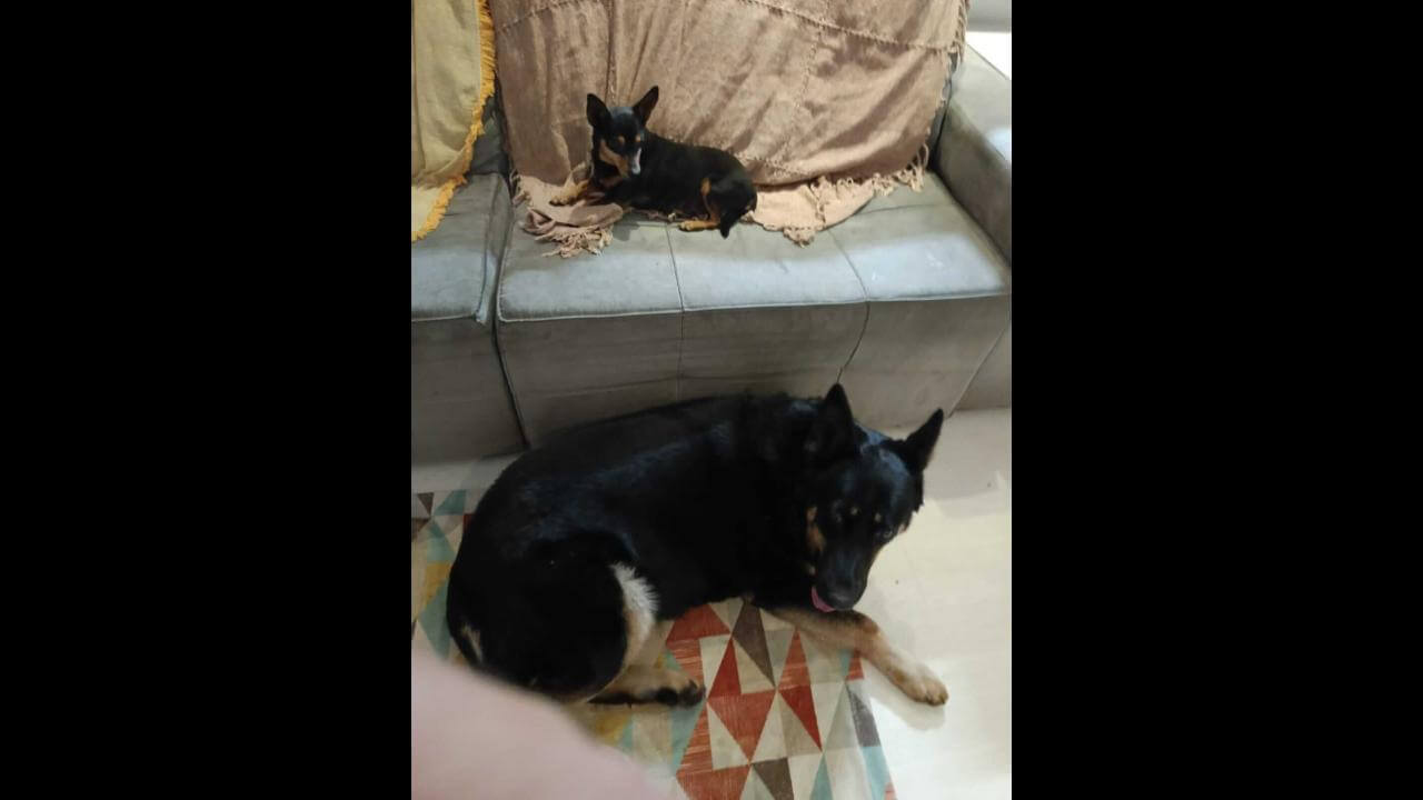 Cachorro é encontrado no bairro Centro Cachorro é encontrado no bairro Centro
