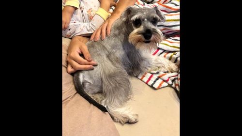 Cachorro Paçoca desapareceu no bairro Universitário