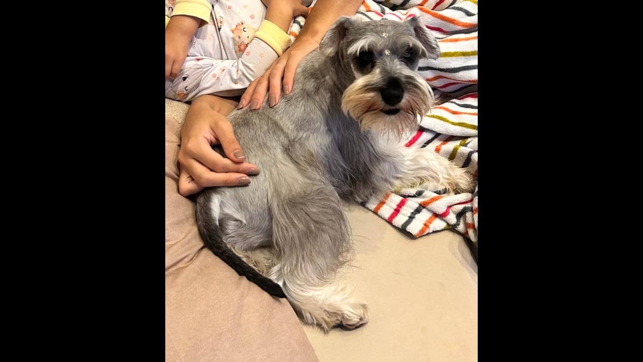 Cachorro Paçoca desapareceu no bairro Universitário Cachorro Paçoca desapareceu no bairro Universitário