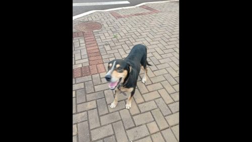 Cachorro é encontrado no bairro Pacaembu