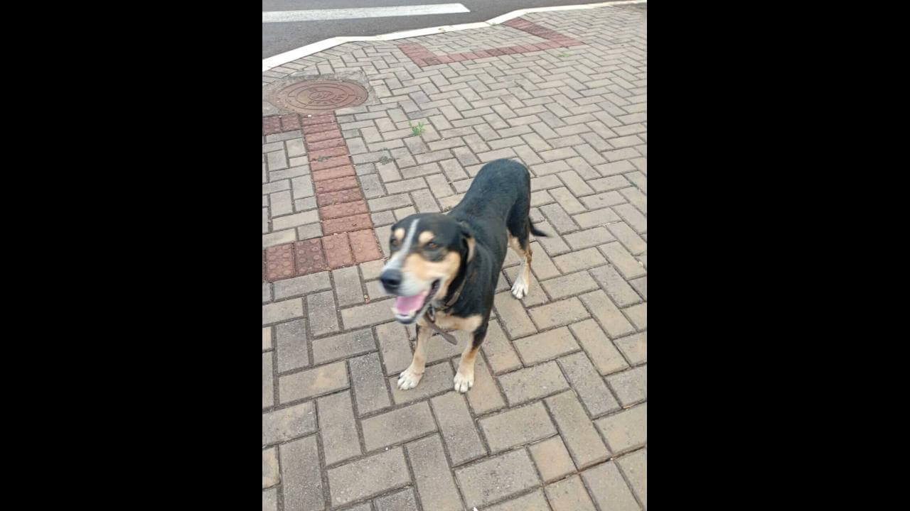 Cachorro é encontrado no bairro Pacaembu Cachorro é encontrado no bairro Pacaembu