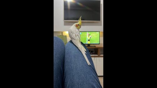 Calopsita Filó desapareceu no bairro Santa Cruz