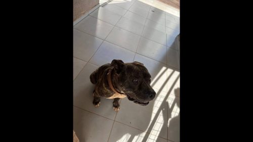 Cachorro é encontrado no bairro Fag