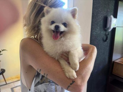 Cachorro é encontrado no bairro Recanto Tropical