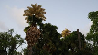 Palmeiras raras florescem no Parque do Flamengo após 60 anos Palmeiras raras florescem no Parque do Flamengo após 60 anos