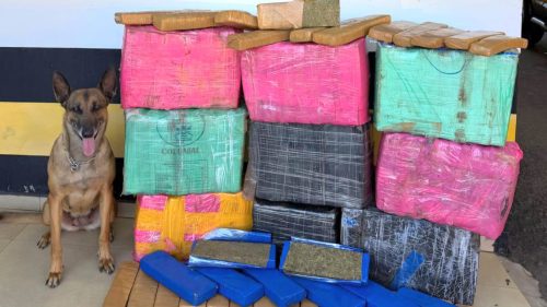 Operação conjunta apreende 182 quilos de maconha avaliados em mais de meio milhão na PR-483, em Francisco Beltrão