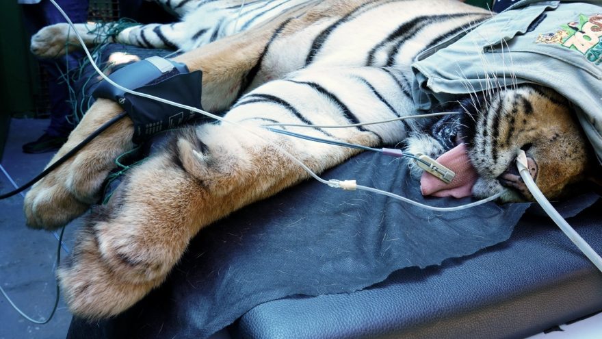 Tigre Hu passa por check-up completo no Zoo de Cascavel