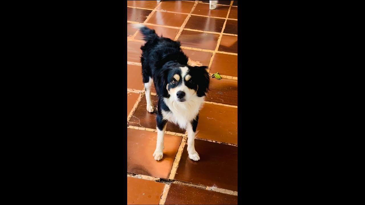Cachorro é encontrado no bairro São Cristóvão Cachorro é encontrado no bairro São Cristóvão
