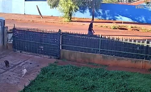 No flagra: Câmera mostra homem agredindo cães com facão no bairro Cataratas em Cascavel