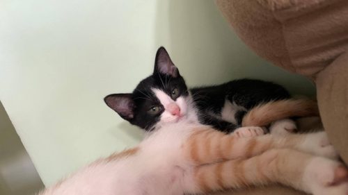 Gata desapareceu no bairro Esmeralda