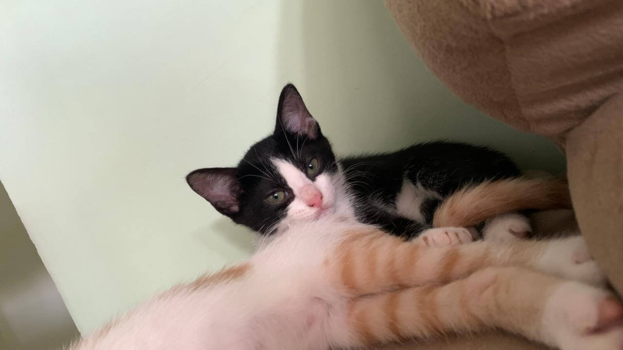 Gata desapareceu no bairro Esmeralda Gata desapareceu no bairro Esmeralda