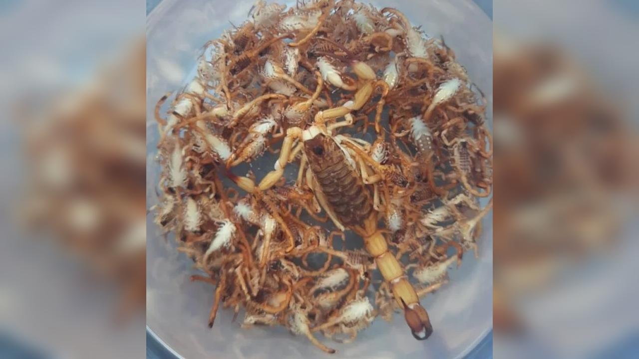 Moradora de Maringá encontra cerca de 300 escorpiões dentro de casa em uma semana Moradora de Maringá encontra cerca de 300 escorpiões dentro de casa em uma semana