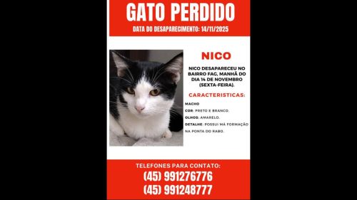 Gato Nico desapareceu no bairro Fag