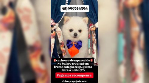 Cachorro Olaf desapareceu no bairro Tropical II