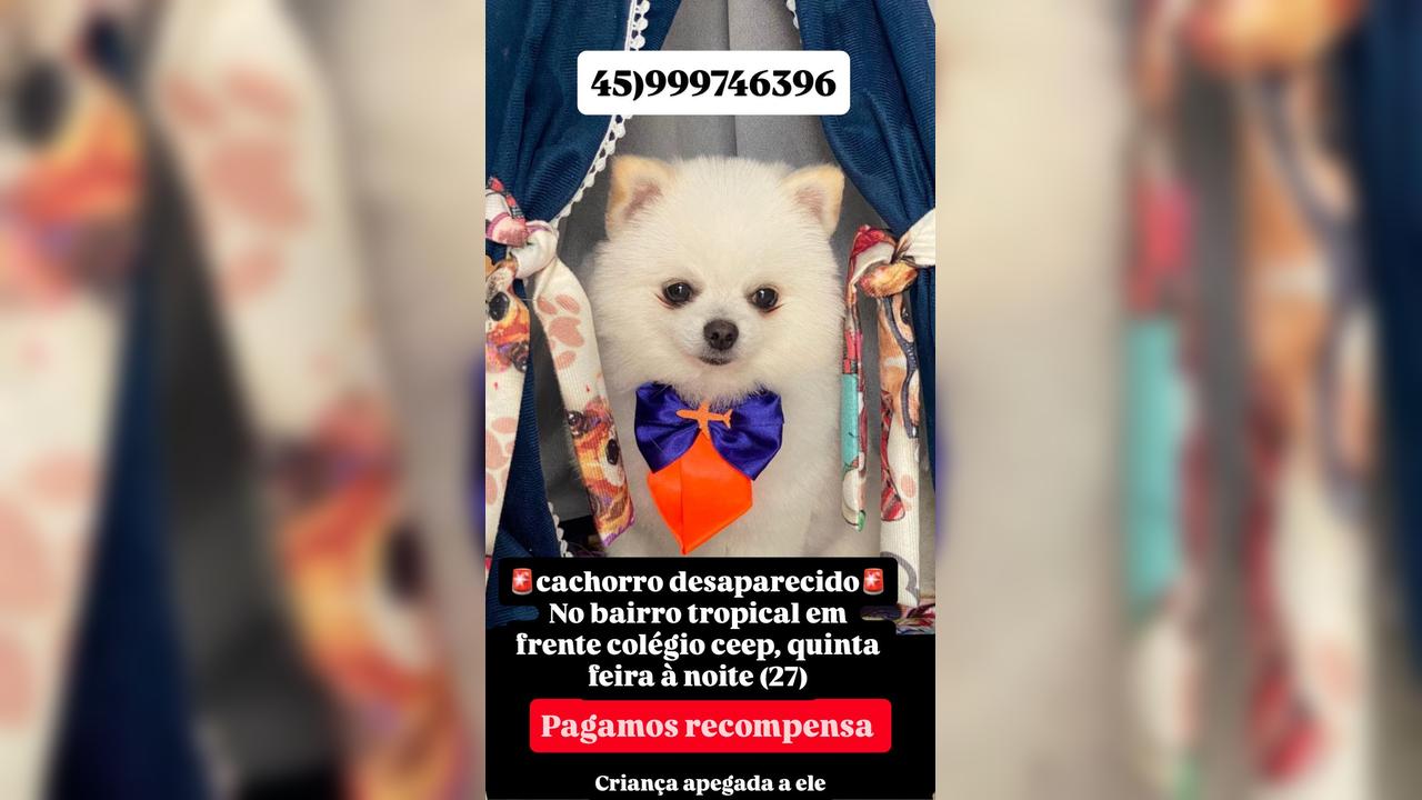Cachorro Olaf desapareceu no bairro Tropical II Cachorro Olaf desapareceu no bairro Tropical II
