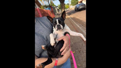 Cachorra é encontrada no bairro Recanto Tropical