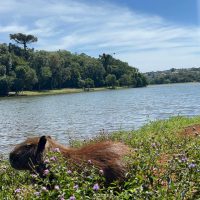 Imagem referente a Rajadas de vento passam dos 55 km/h em Cascavel neste domingo (21)