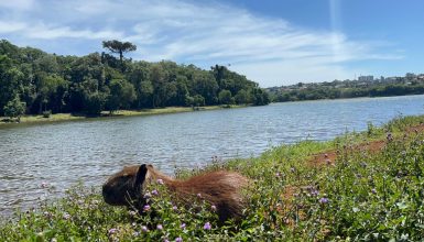 Imagem referente a Rajadas de vento passam dos 55 km/h em Cascavel neste domingo (21)