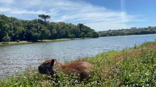 Previsão do tempo para este domingo (30): Calor, nuvens e um toque de ‘vai que chove’