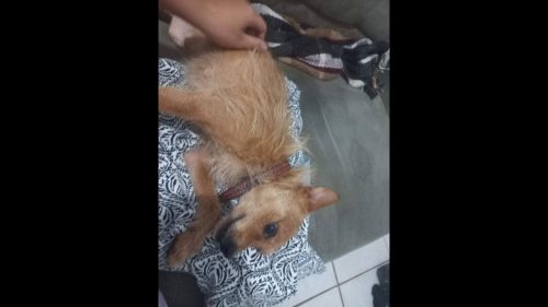 Cachorro é encontrado no bairro Santo Onofre