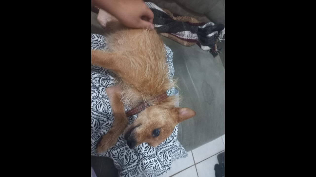 Cachorro é encontrado no bairro Santo Onofre Cachorro é encontrado no bairro Santo Onofre