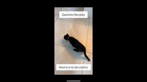 Gato é encontrado no bairro Centro