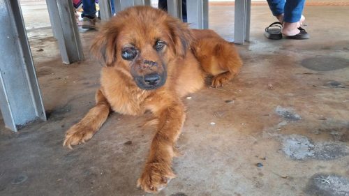 Cão ferido precisa de resgate e cuidados em Cascavel