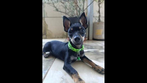 Cachorro Dexter desapareceu no bairro Alto Alegre