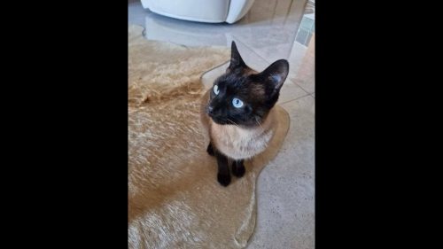 Gato Tom Faísca desapareceu no bairro Santos Dumont