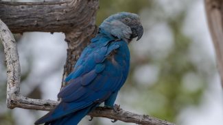 Ararinhas-azuis recapturadas testam positivo para vírus letal