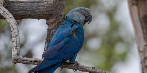 Imagem referente a Ararinhas-azuis recapturadas testam positivo para vírus letal