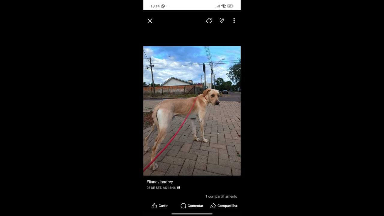 Cachorro Toddy desapareceu no bairro Santa Cruz