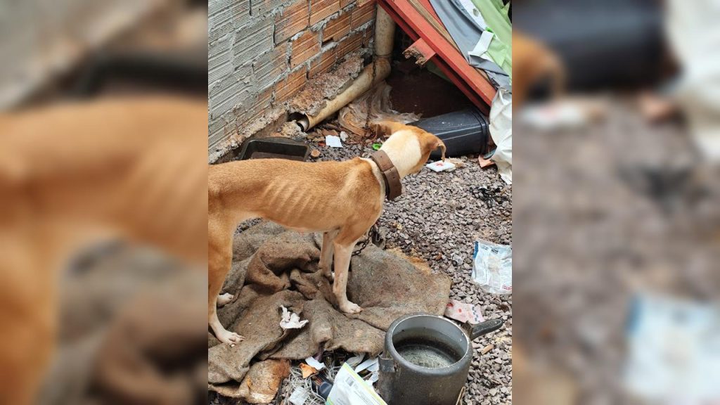 Imagem mostra como estava a cadela resgatada em situação de maus-tratos em Cascavel