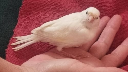 Canário é encontrado no bairro Região do Lago