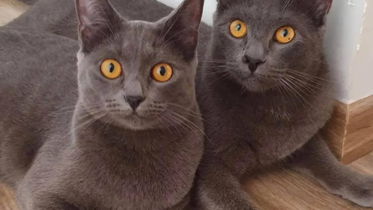 Gatos Mingau e Teka desapareceram no bairro Alto Alegre Gatos Mingau e Teka desapareceram no bairro Alto Alegre