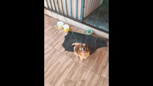 Cachorro é encontrado no bairro Tarumã