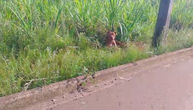 Imagem referente a Denúncia: Pitbull amarrado em poste, sem água e sem comida