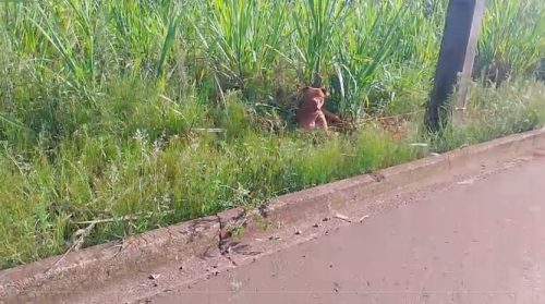 Denúncia: Pitbull amarrado em poste, sem água e sem comida