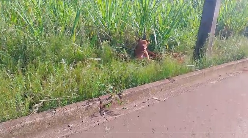 Denúncia: Pitbull amarrado em poste, sem água e sem comida Denúncia: Pitbull amarrado em poste, sem água e sem comida