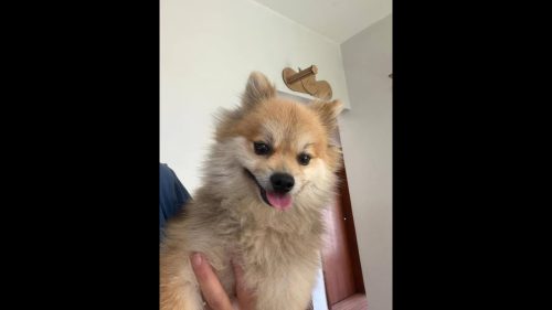 Cachorro é encontrado no bairro Centro