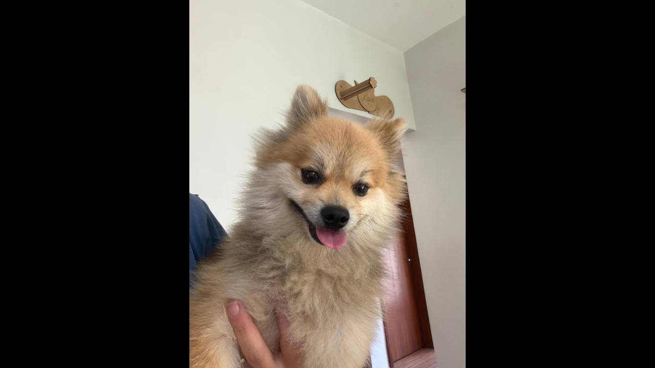 Cachorro é encontrado no bairro Centro Cachorro é encontrado no bairro Centro