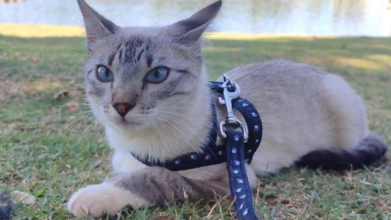 Gata Stella desapareceu no bairro Interlagos Gata Stella desapareceu no bairro Interlagos