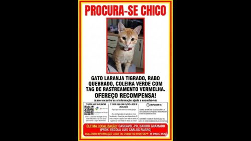 Gato Chico desapareceu no bairro Gramado