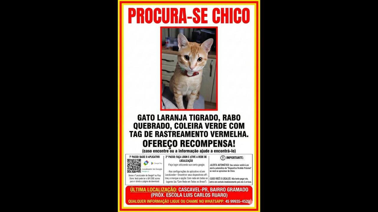 Gato Chico desapareceu no bairro Gramado Gato Chico desapareceu no bairro Gramado