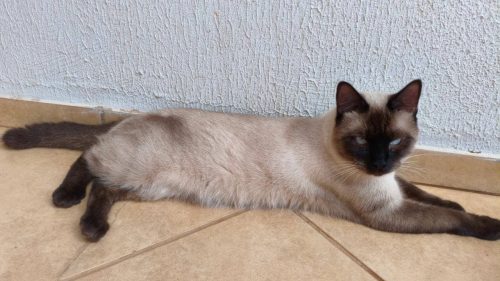 Gato Chulé desapareceu no bairro São Cristóvão