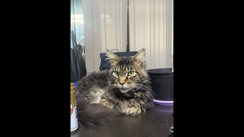 Gato Bartholomeu desapareceu no bairro Santa Cruz