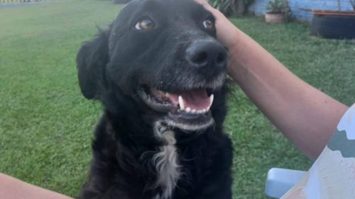 Cachorra Joey desapareceu no bairro São Cristóvão